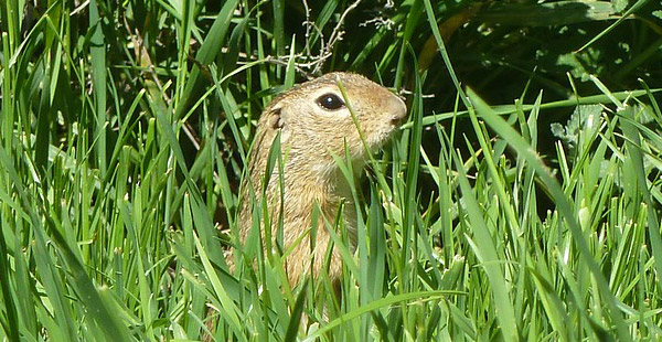 Welches niedliche Tierchen lugt hier aus dem Gras heraus?