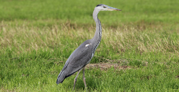 Ab und zu sieht man sie auf Wiesen und an Uferrändern. Welche Großvögel sind es?