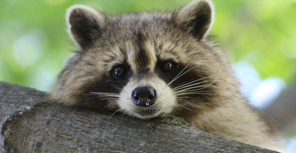 Putzig und sehr anpassungsfähig. Wie heißen diese mittlerweile heimisch gewordenen Tiere?