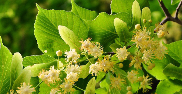 Die Blüten kann man aufbrühen und als Tee trinken. Welcher Baum ist es?