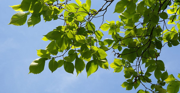 Dieser Baum ist mittlerweile immer seltener in Deutschland anzutreffen, da die Bestände durch eine eingeschleppte Pilzerkrankung stark dezimiert werden..