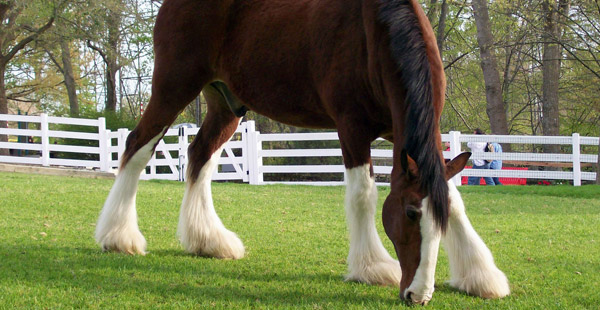 Diese Pferde können bis zu einer Tonne schwer werden. Prägnant ist die Fesselbehaarung.
