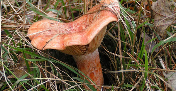 Dieser Pilz hat einen karotten-farbenen Saft und lebt mit Kiefern in einer Symbiose. Er ist …?