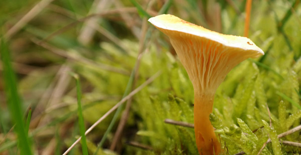 Ihm ähnlich sieht dieser Pilz, alllerdings hat dieser einen dünneren Stiel und riecht nach nichts. Er ist …?