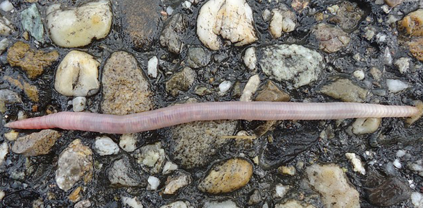 Teilt man einen Regenwurm in der Mitte, lebt eine oder gar beide Hälften weiter.