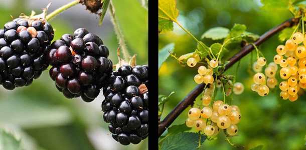 Auf welcher Seite sind Johannisbeeren zu sehen?