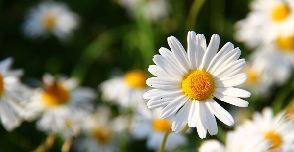 Wie heißt diese Blume?