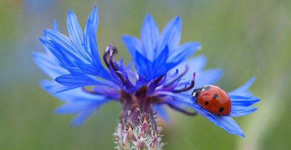 Wie heißt diese Blume?