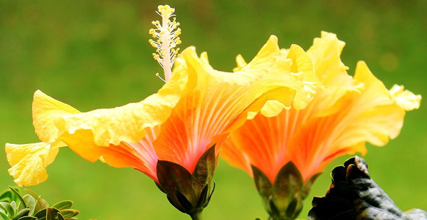 Wie heißt diese Blume?