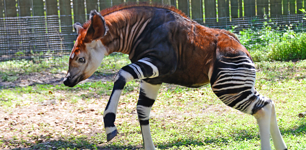 Ist es ein Zebra? Ist es eine Hyäne? Oder doch ein Pferd? Nein, es ist ein...