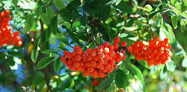 Gekochte Vogelbeeren (die Beeren der Eberesche) sind nicht mehr giftig und können verzehrt werden.