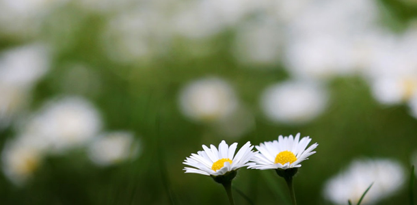 Wie heißt diese Blume?