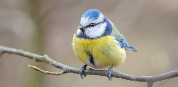 Wie heißt dieser hübsche Singvogel, der in der Stadt etwas weniger vorkommt?