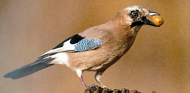 Dieser recht große Vogel hat ein sehr auffälliges Gefieder.