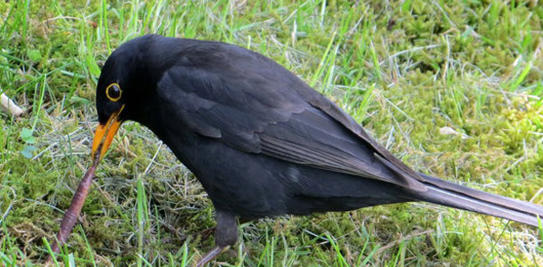 Diesen Vogel sieht man meist als erstes nach dem Regen auf der Wiese.