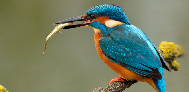 Dieser sehr seltene Vogel ist eine wahre Augenweide und mit etwas Glück an Gewässern zu erspähen.