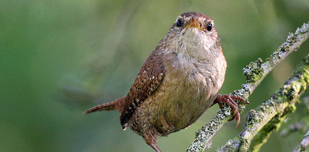 Früher sah man diese kleinen Vögel öfter, jetzt noch mit etwas Glück in Hecken und Sträuchern.