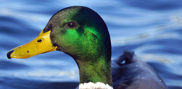 Wie heißt dieser bekannte Wasservogel, der manchmal sogar auf Balkonen in Städten brütet?