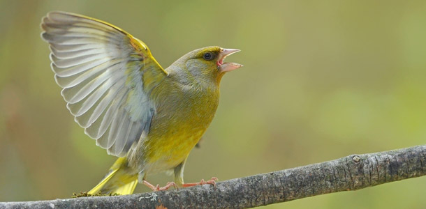 Die Farbe dieses hübschen Singvogels ist eine tolle Tarnung im Wald.