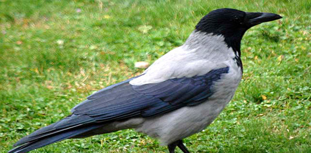 Dies sind oft die einzigen Vögel, die in der Winterkälte ausharren.