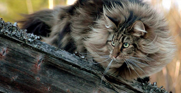 Zur welcher großen robusten Katzenrasse gehört dieses Exemplar?