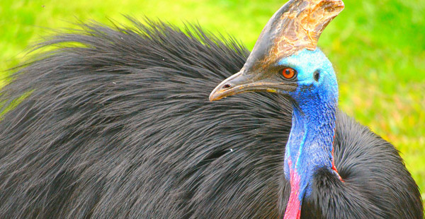 Dieser australische Laufvogel sieht aus, als käme er von einem anderen Stern. Wie heißt er?