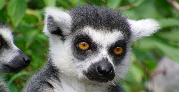 Wie heißt das kleine Kerlchen mit den großen Augen?