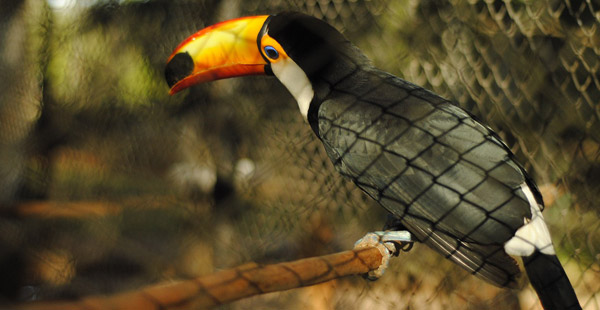 Wieder ein Vogel, diesmal ein bekannterer. Wie heißt er gleich?