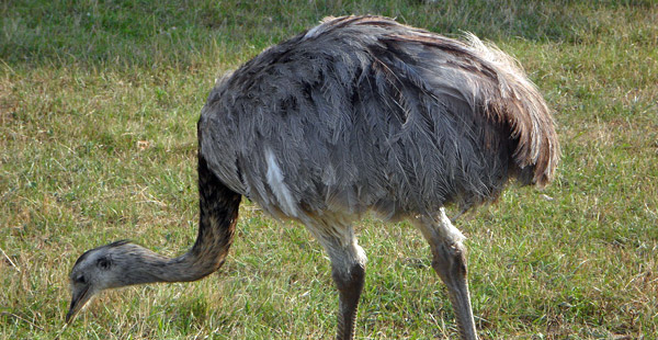 Dieser Laufvogel kommt mittlerweile auch in Mecklenburg-Vorpommern vor, weil er dort entwischt ist und sich vermehrt hat. Wie heißt er? Ein Tipp, ein Strauß ist es nicht ;)