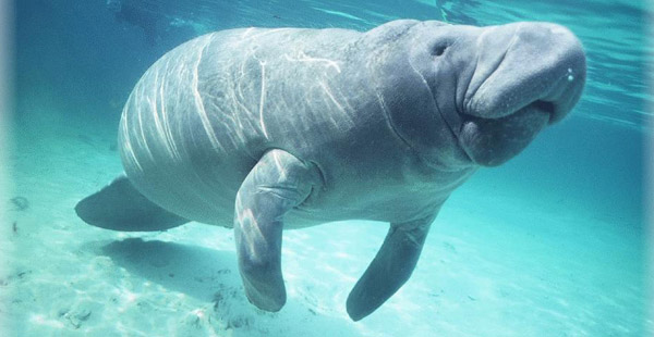 Und zu guter Letzt, wie heißen diese vom Aussterben bedrohten Rundschwanzseekühe, die auch in den Everglades in Florida vorkommen?