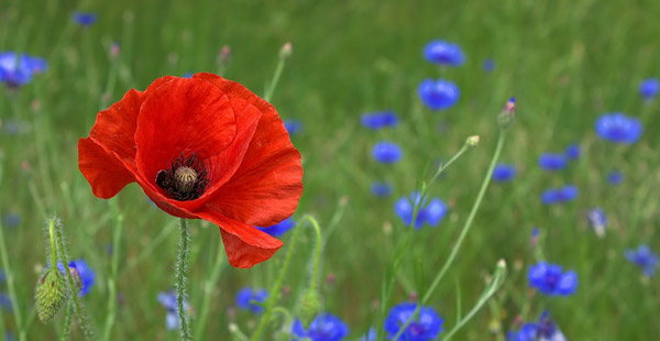 Welche Pflanze trägt diese Blüte?