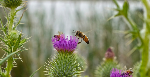 Welche Pflanze trägt diese Blüte?