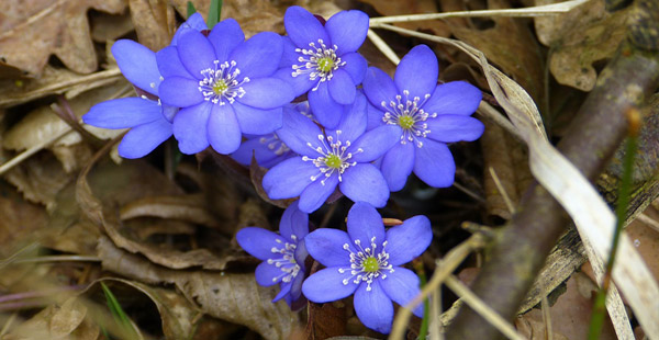 Welche Pflanze trägt diese Blüte?