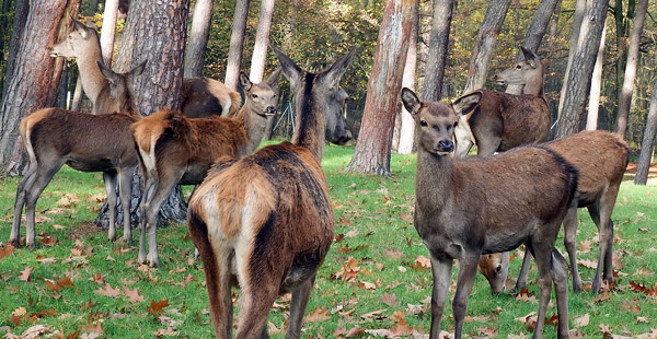 Wie nennt man diese Tiere?