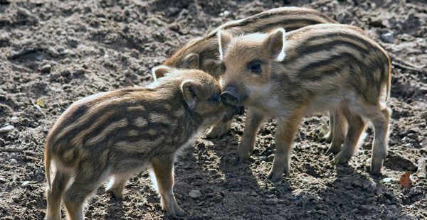 Die Jungtiere welches noch sehr verbreiteten Wildtieres sieht man hier?