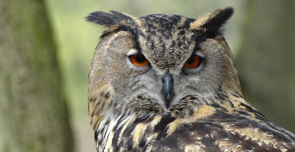 Ein selten gewordener Greifvogel...wie heißt er?