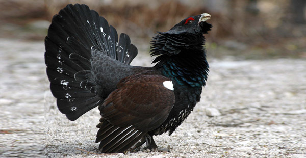 Dies ist das männliche Exemplar seiner Gattung. Wie heißt der stolze Vogel?