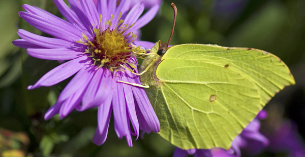 Knallgelb und selten geworden. Wie heißt dieser Schmetterling?