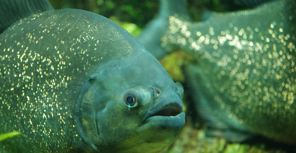 Dieser Fisch gehört zu den Gründlern.