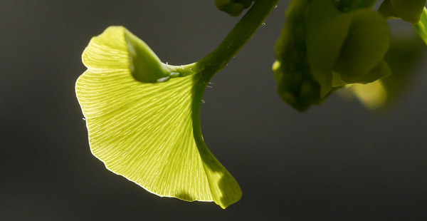 Angewendet bei Durchblutungsstörungen, Vergesslichkeit, Arteriosklerose, Asthma, Bronchitis, Wunden ...