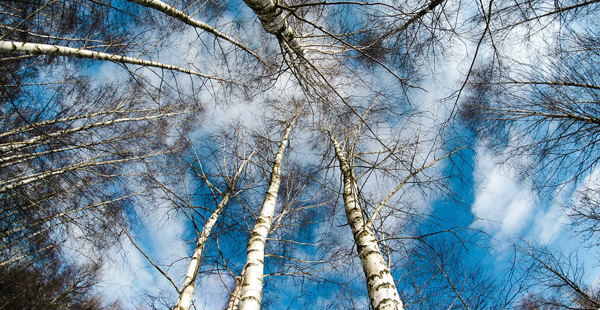 Welcher biegsame Baum mit weißer Rinde kann das nur sein?