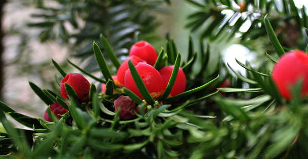 Vorsicht, sehr giftig! Um welchen Nadelbaum handelt es sich? Er steht übrigens auf der Liste der gefährdeten Arten.