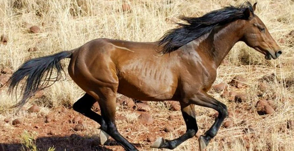 Welche Pferderasse mag das sein? Kleiner Tipp, es ist ein australisches Wildpferd...