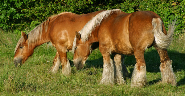 Diese Rasse ist für ihre Fuchsfarbe und das helle Haar bekannt.