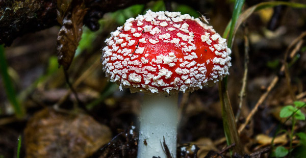 Diesen Pilz kennt wohl jedes Kind. Er ist …?