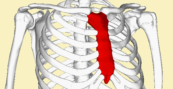 Welcher Knochen ist das, auch Sternum genannt?