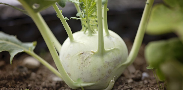 Wie heißt dieser Gemüsekohl?