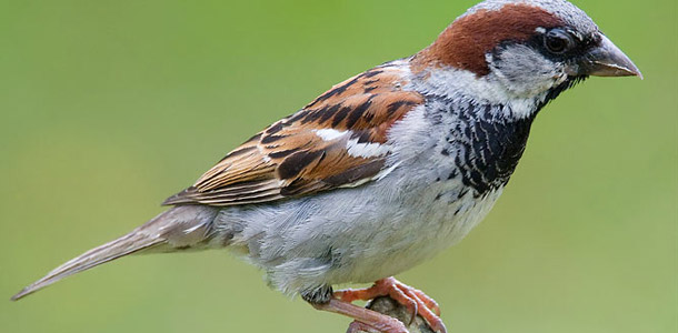 Beginnen wir ganz einfach: Was ist das für ein Vogel?