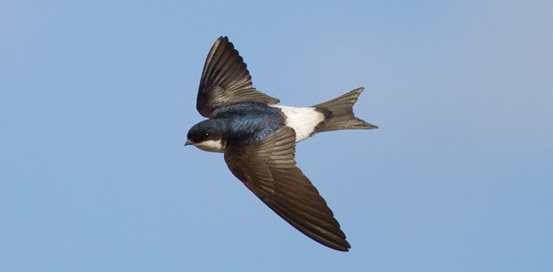 Wie heißt dieser Vogel?