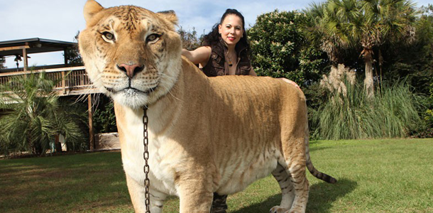 Die Nachkommen von einem männlichen Löwe und einer Tigerin nennt man 